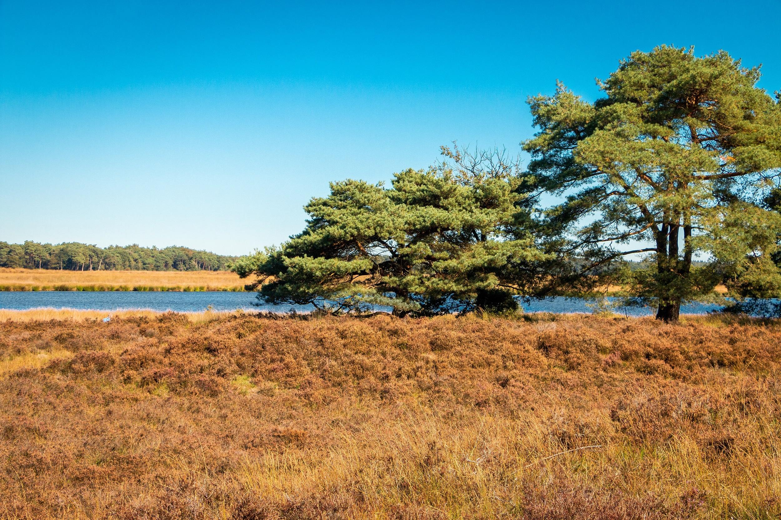 Pays-Bas Drenthe Parc national de Dwingelderveld