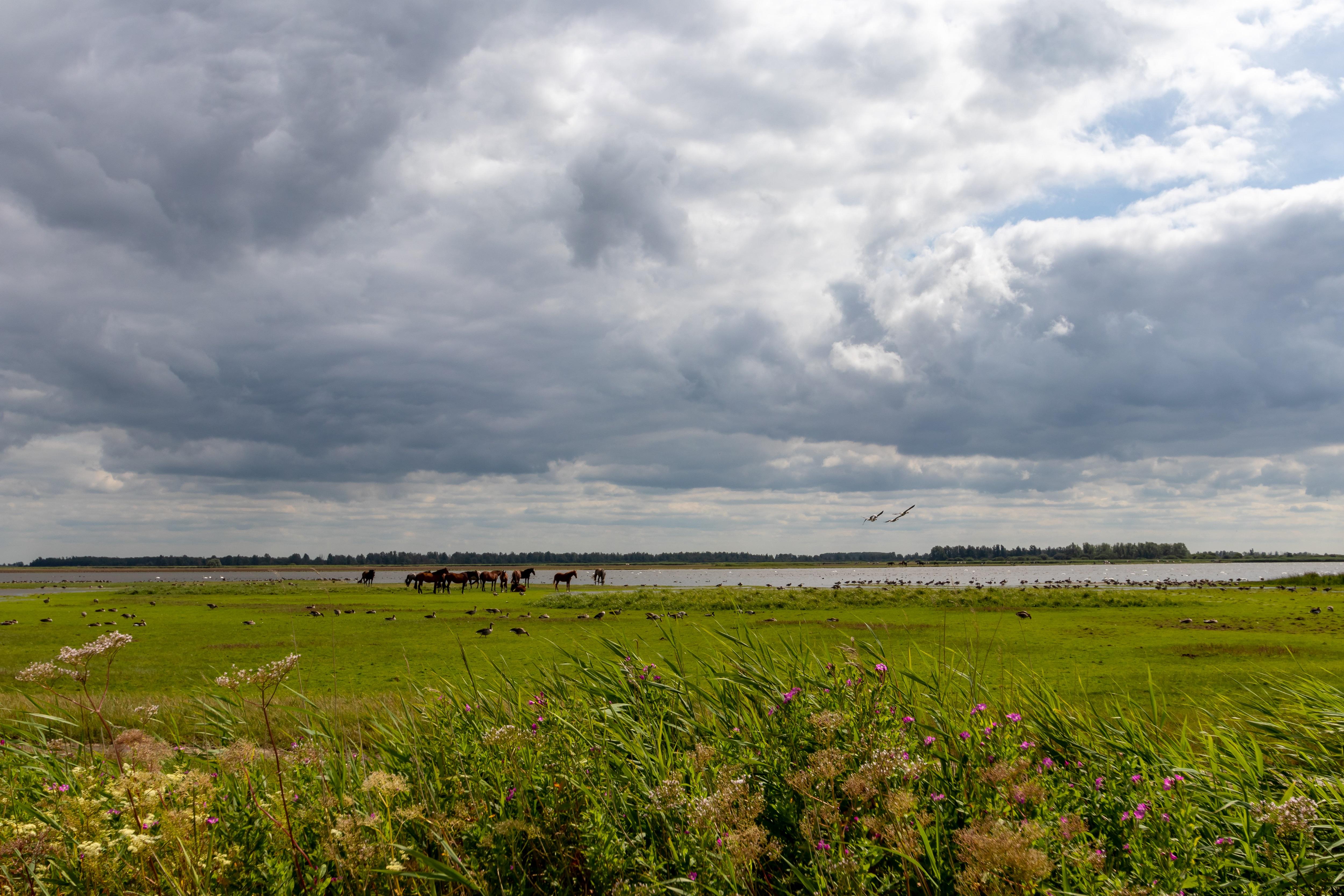 nationaal park lauwersmeer