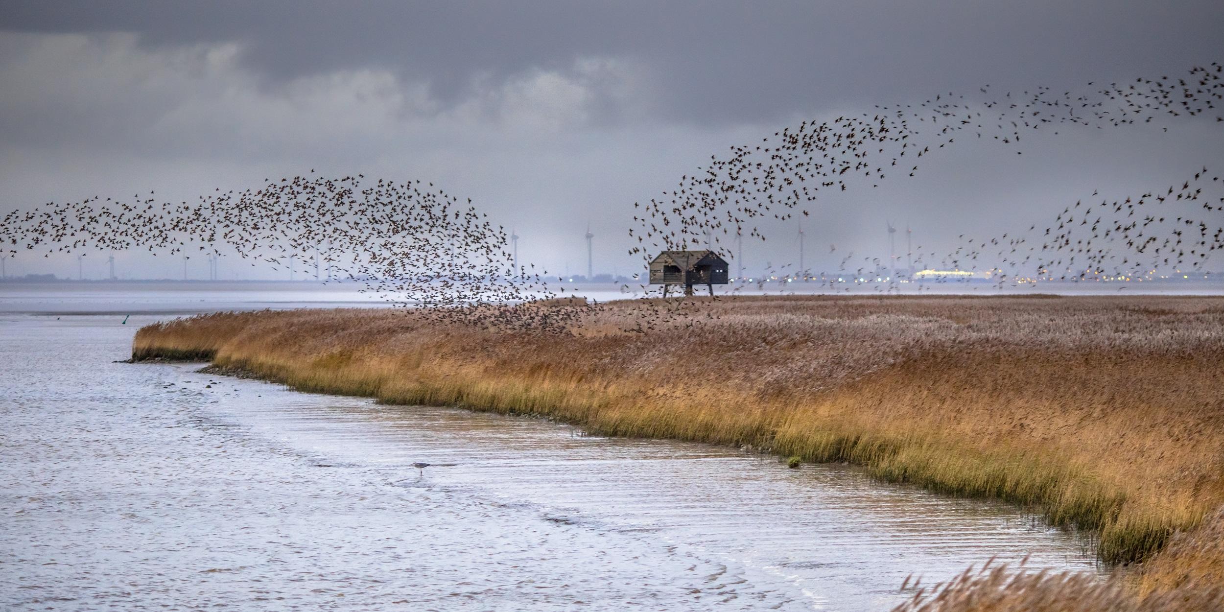 Niederlande Zugvögel Lauwersmeer