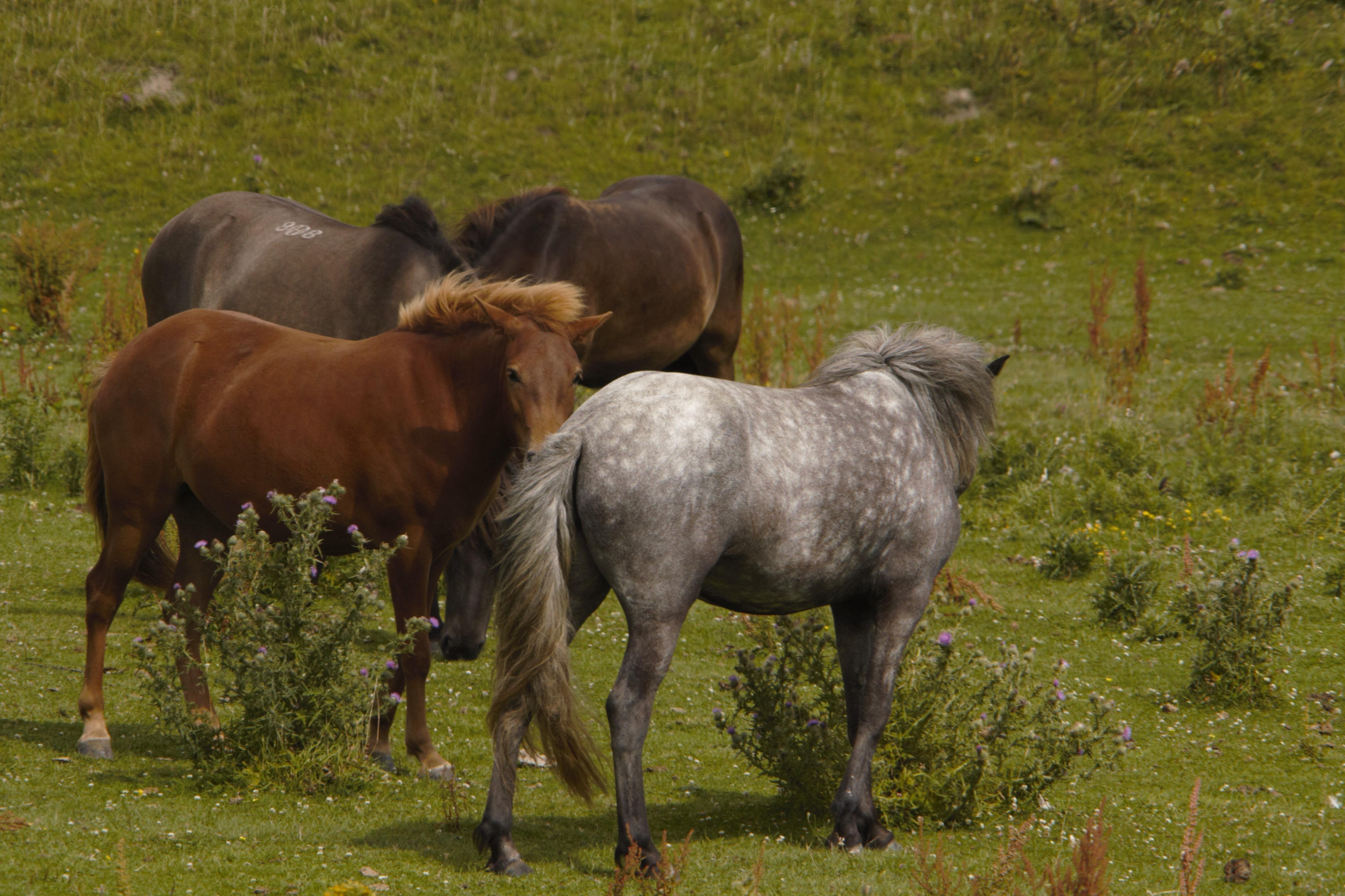 Niederlande Nationalpark Lauwersmeer Isländische Pferde