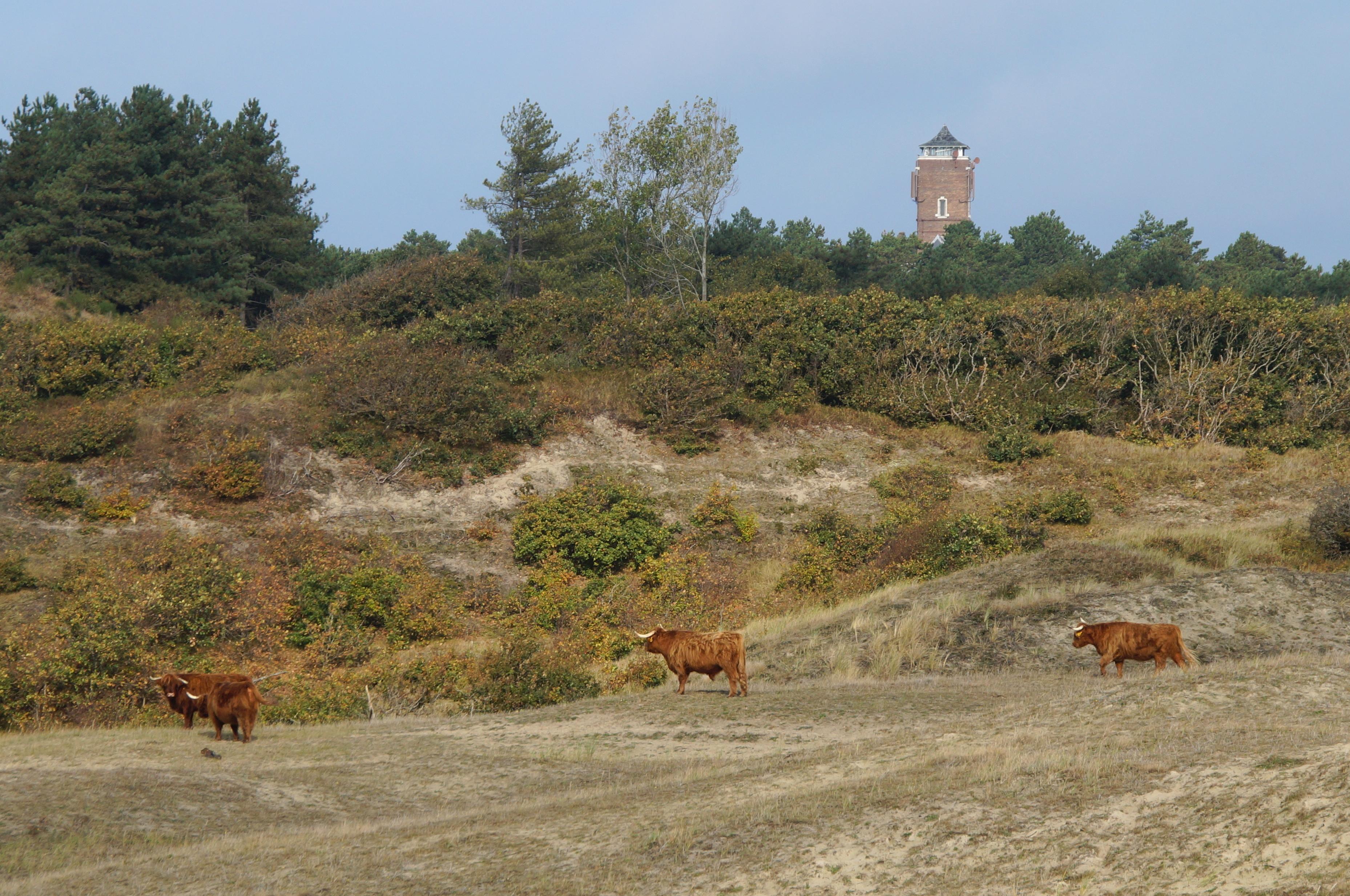 Pays-Bas Parc national De Groote Peel