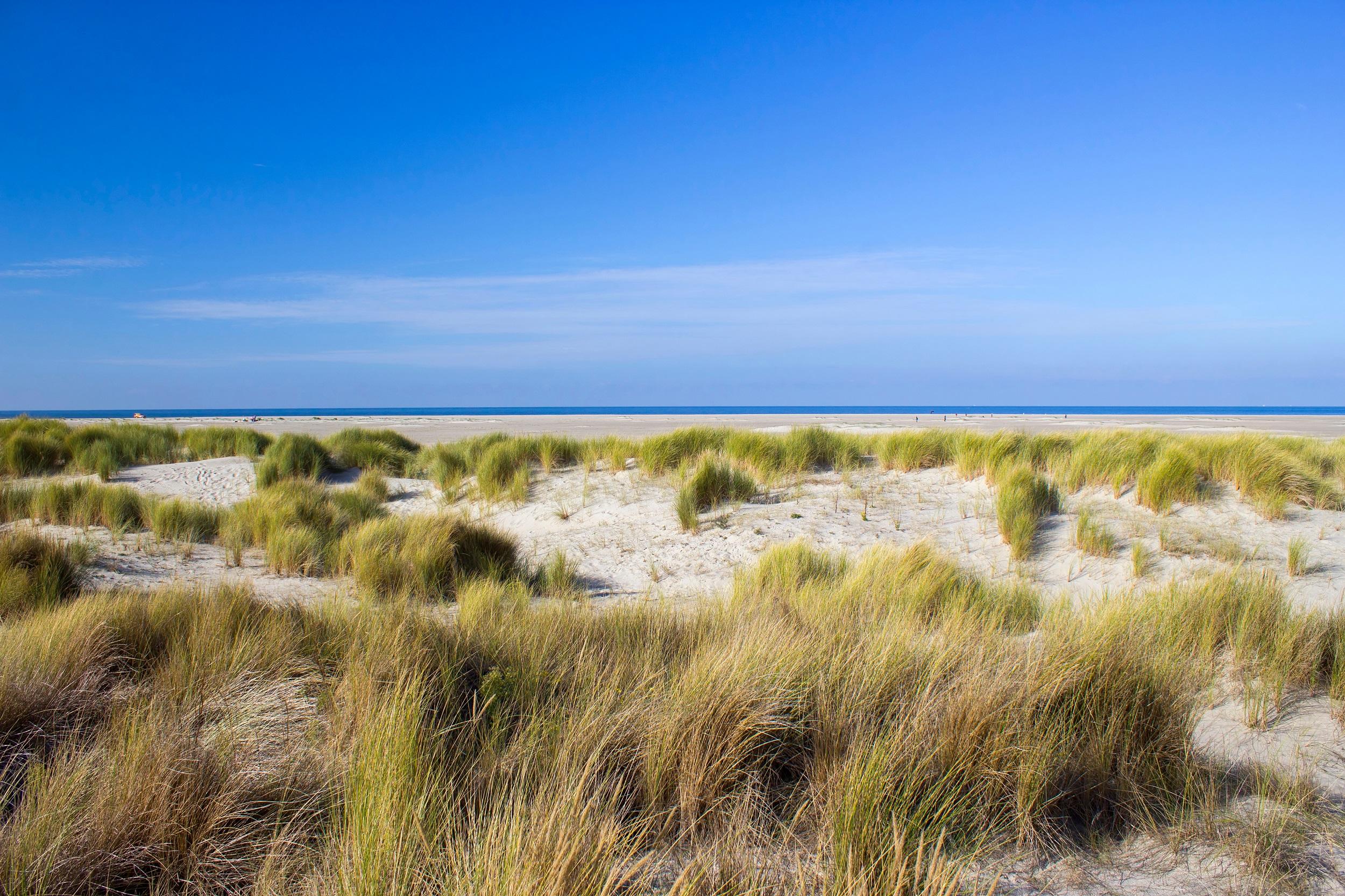 Pays-Bas-Renesse-Dunes