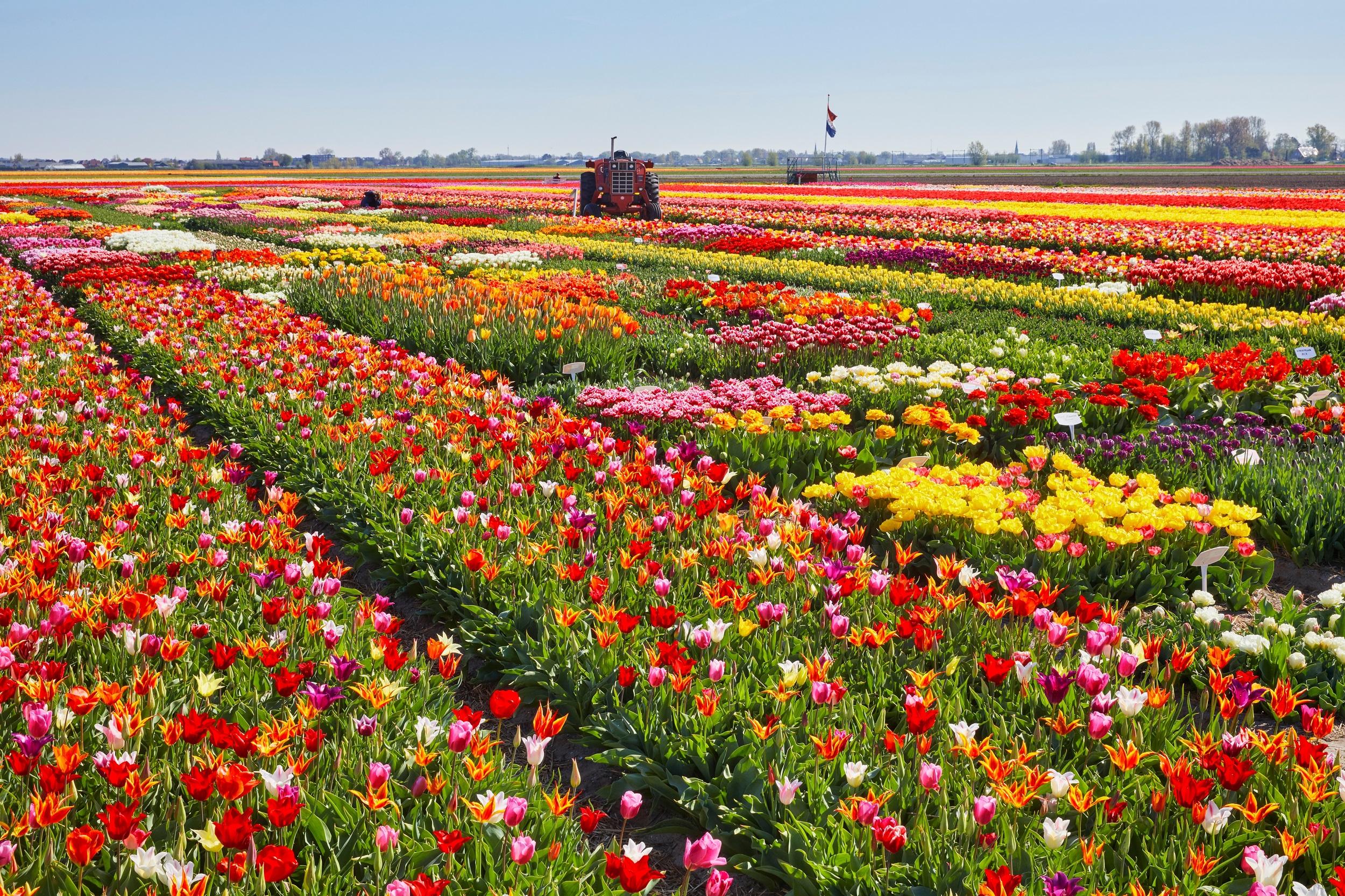 Niederlande-Zuid-Holland-Gemischte Blumenzwiebelfelder