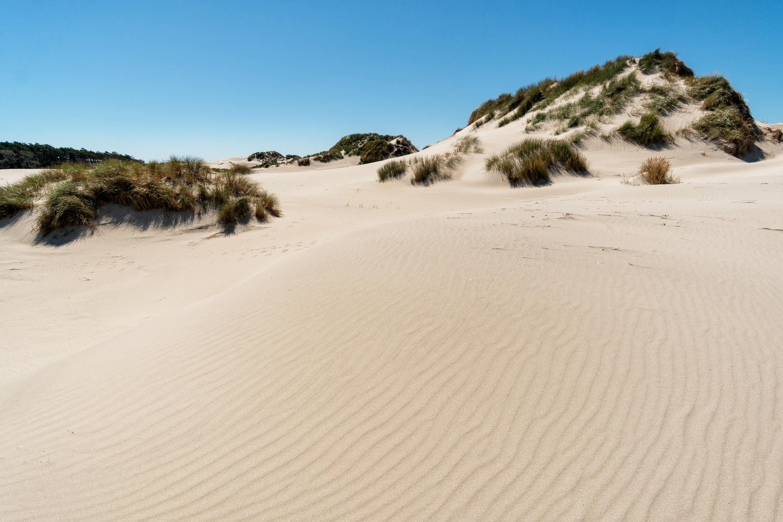 Dunes de sable des Pays-Bas-Westenschouwen