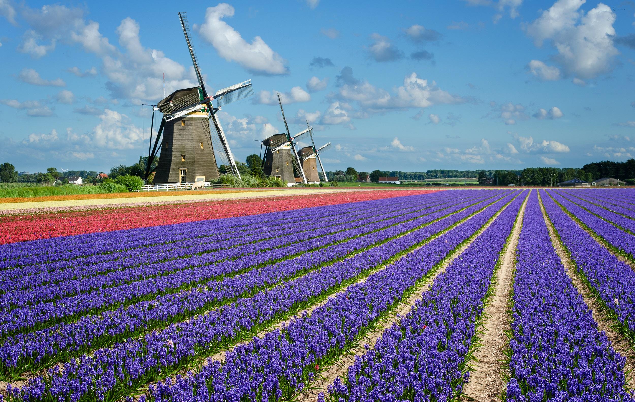 Niederlande Zuid-Holland Blumenzwiebelregion