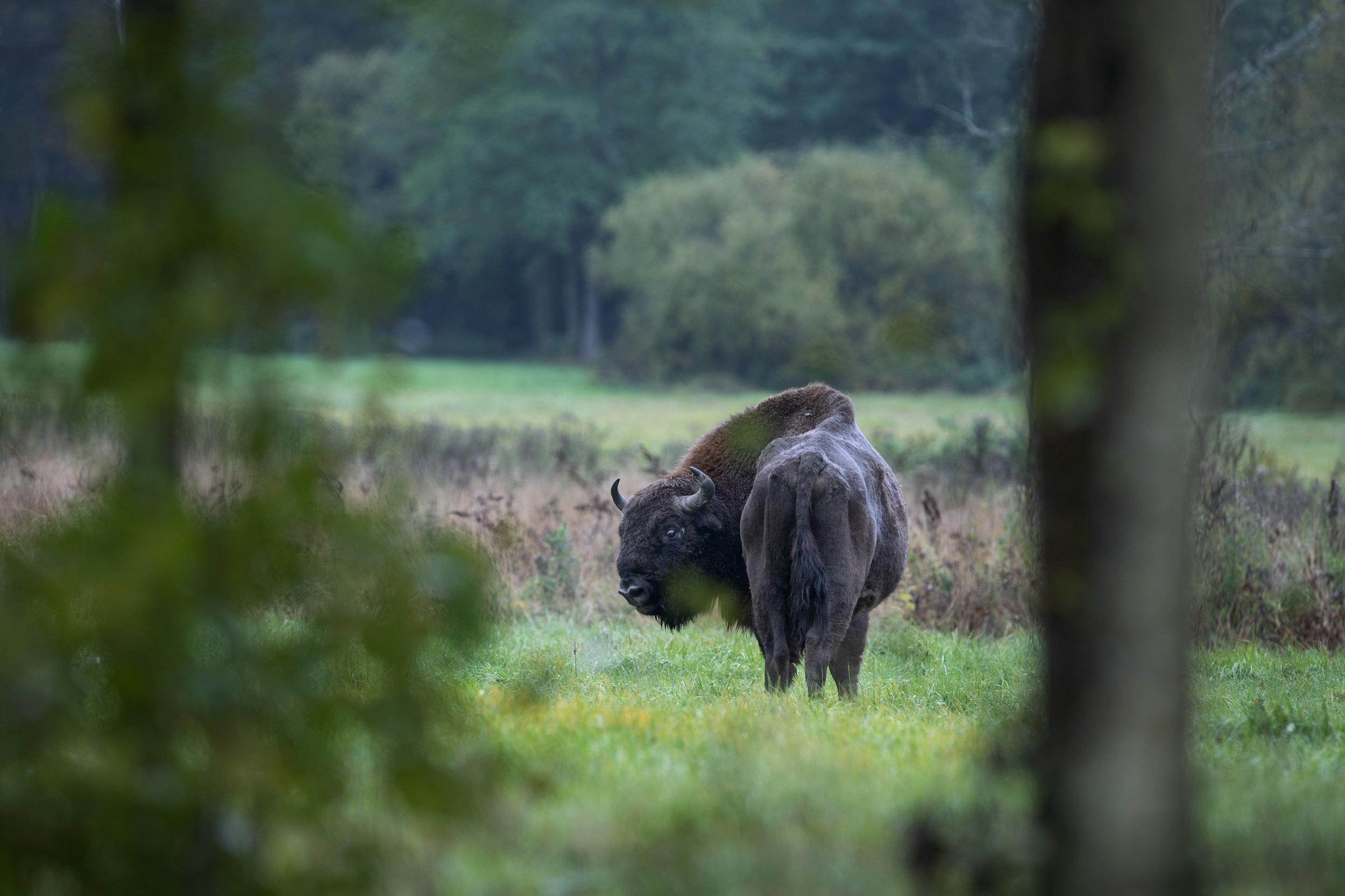 Nationalpark Białowieża Europäischer Bison