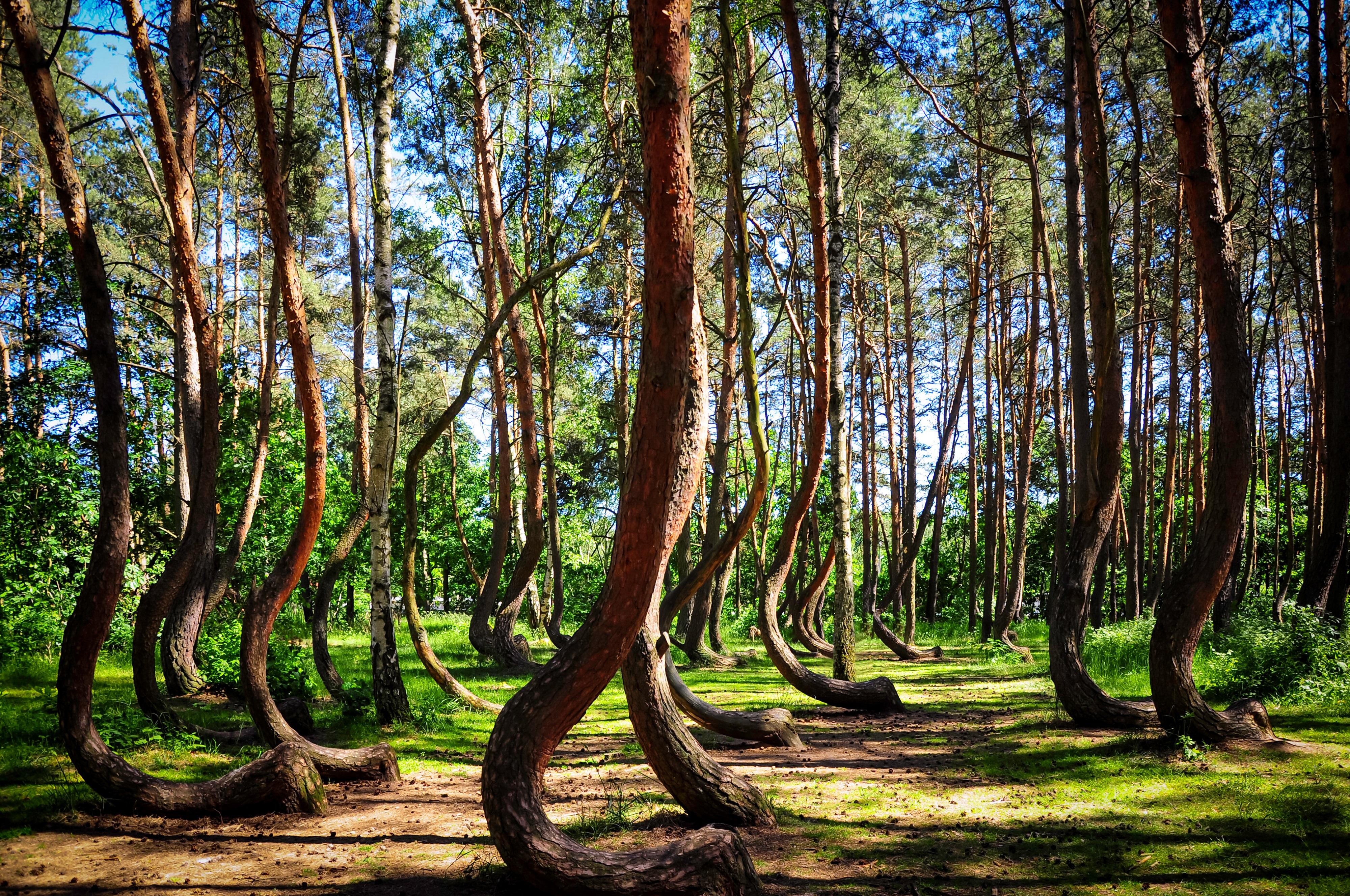 crooked forest polen