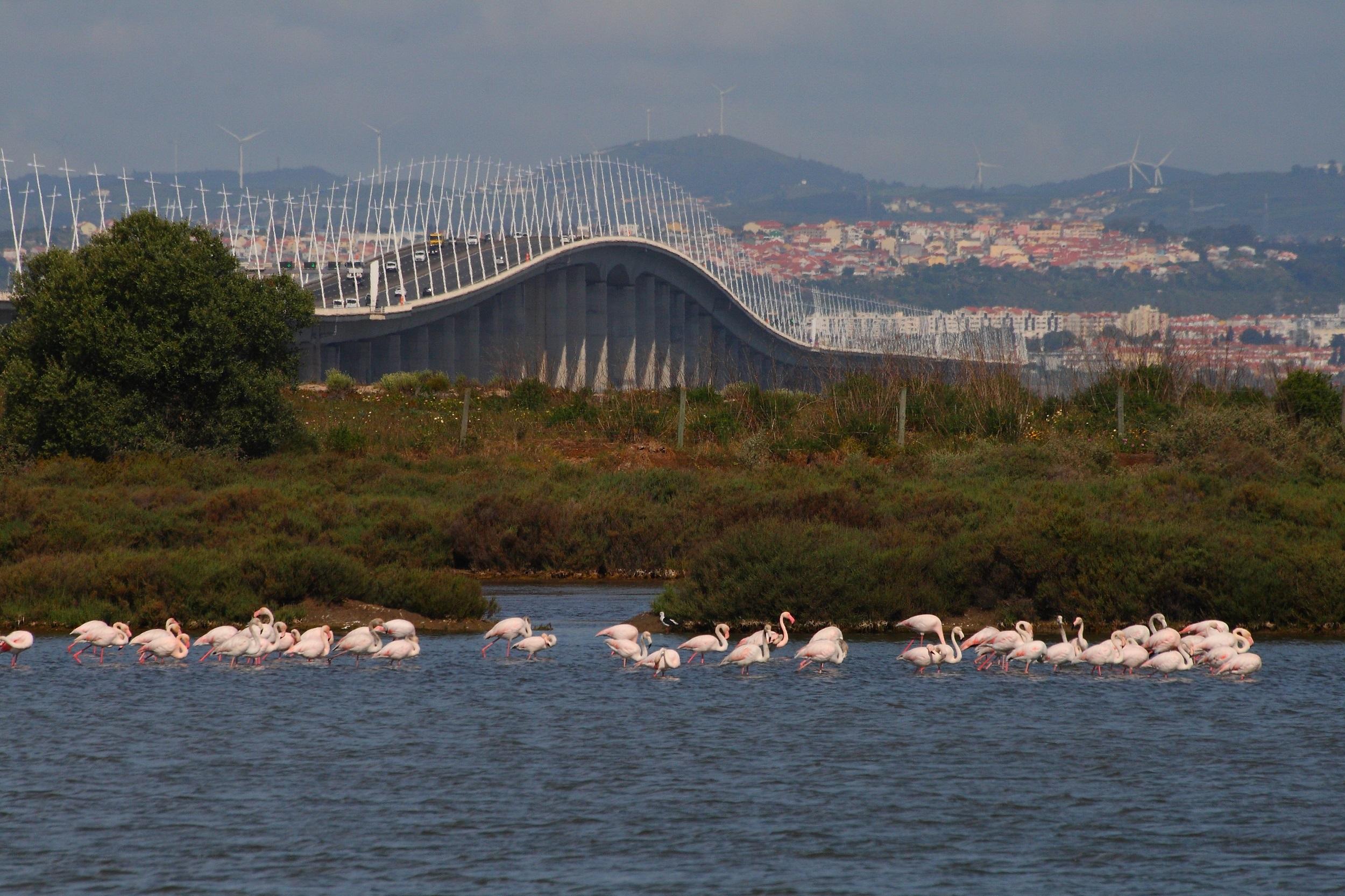 Portugal Lissabon-Tal Naturreservat des Tejo-Ästuars