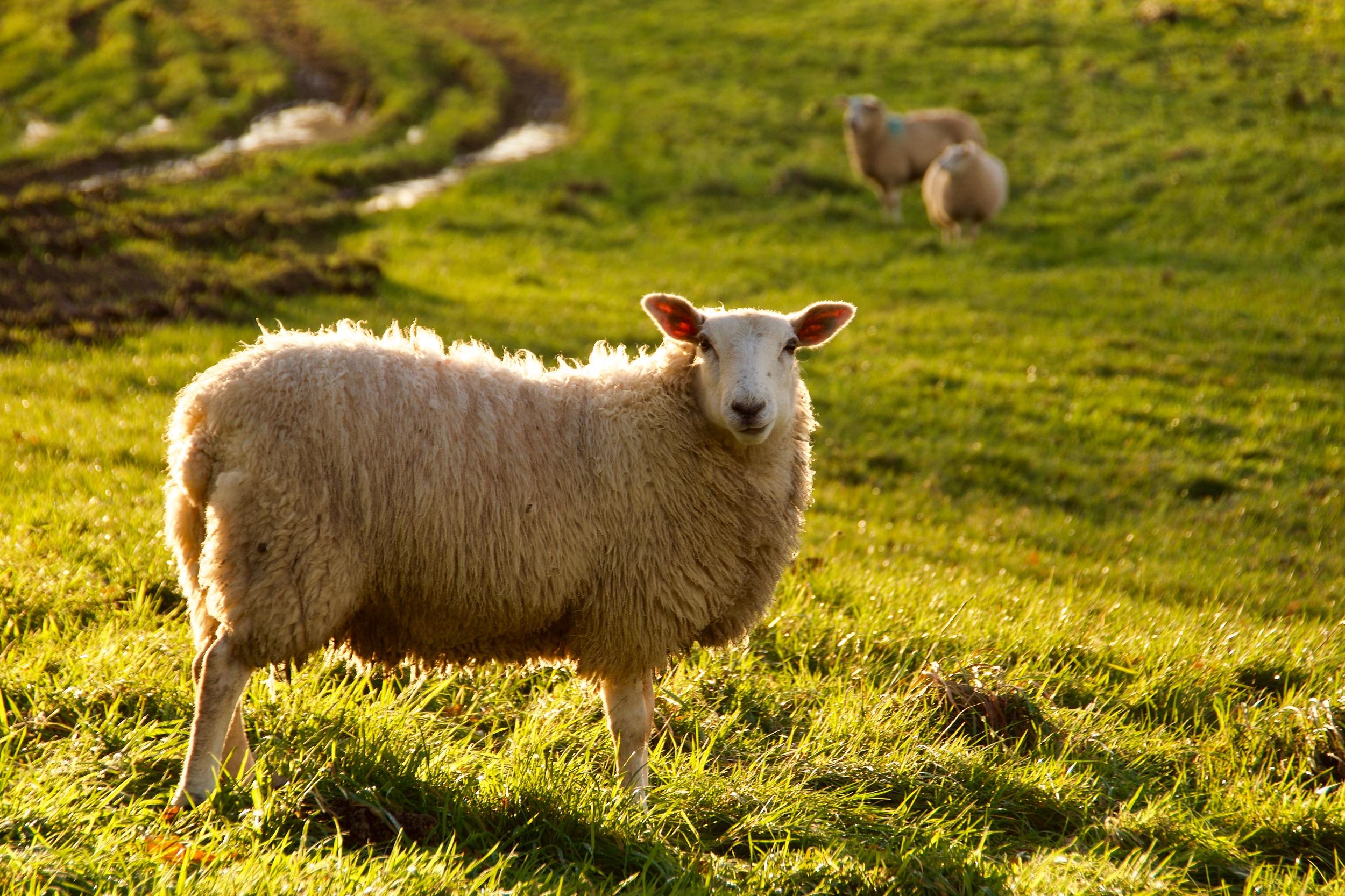 écomusée du mouton