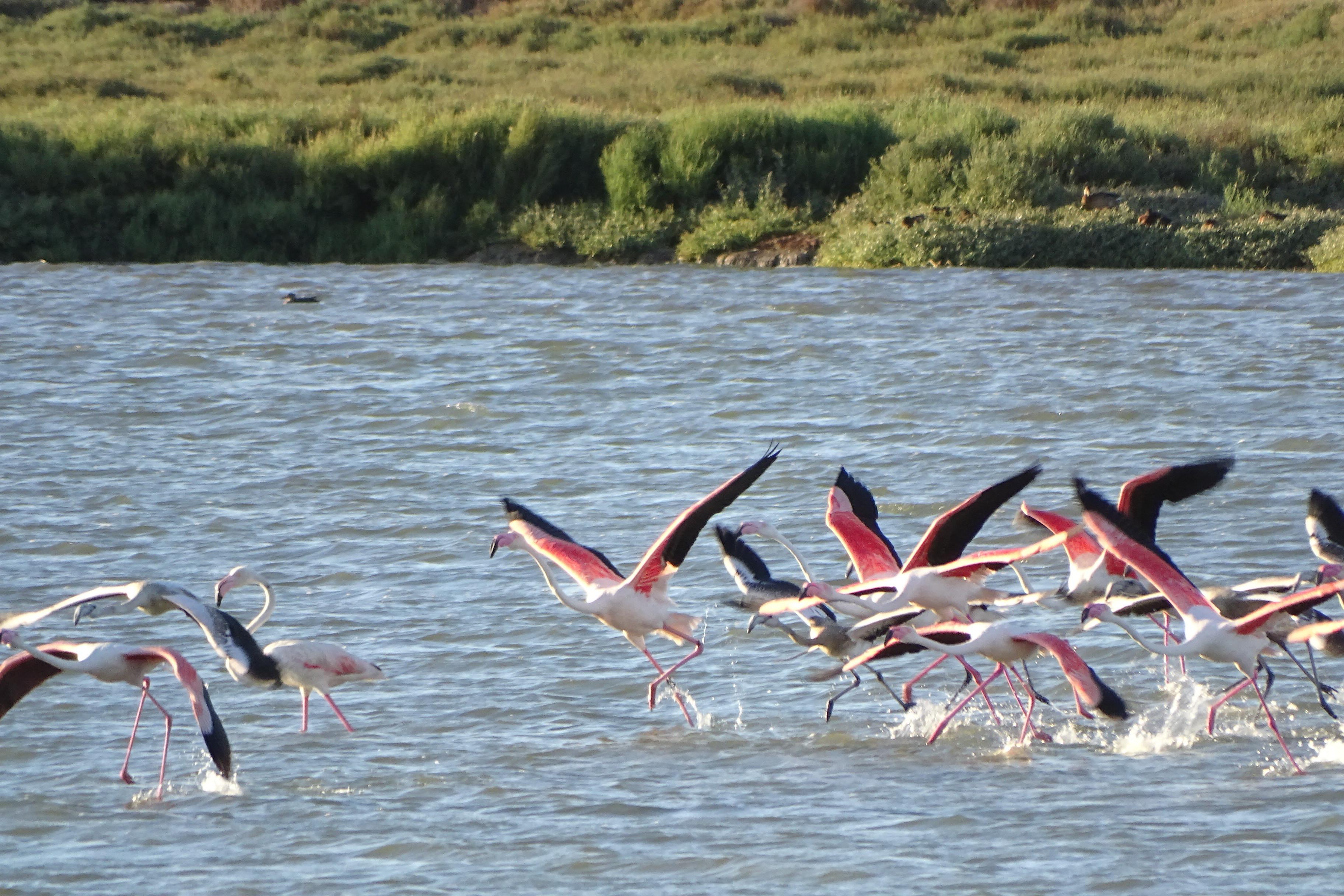 Spanien-Delta-de-Lebre-Flamingos