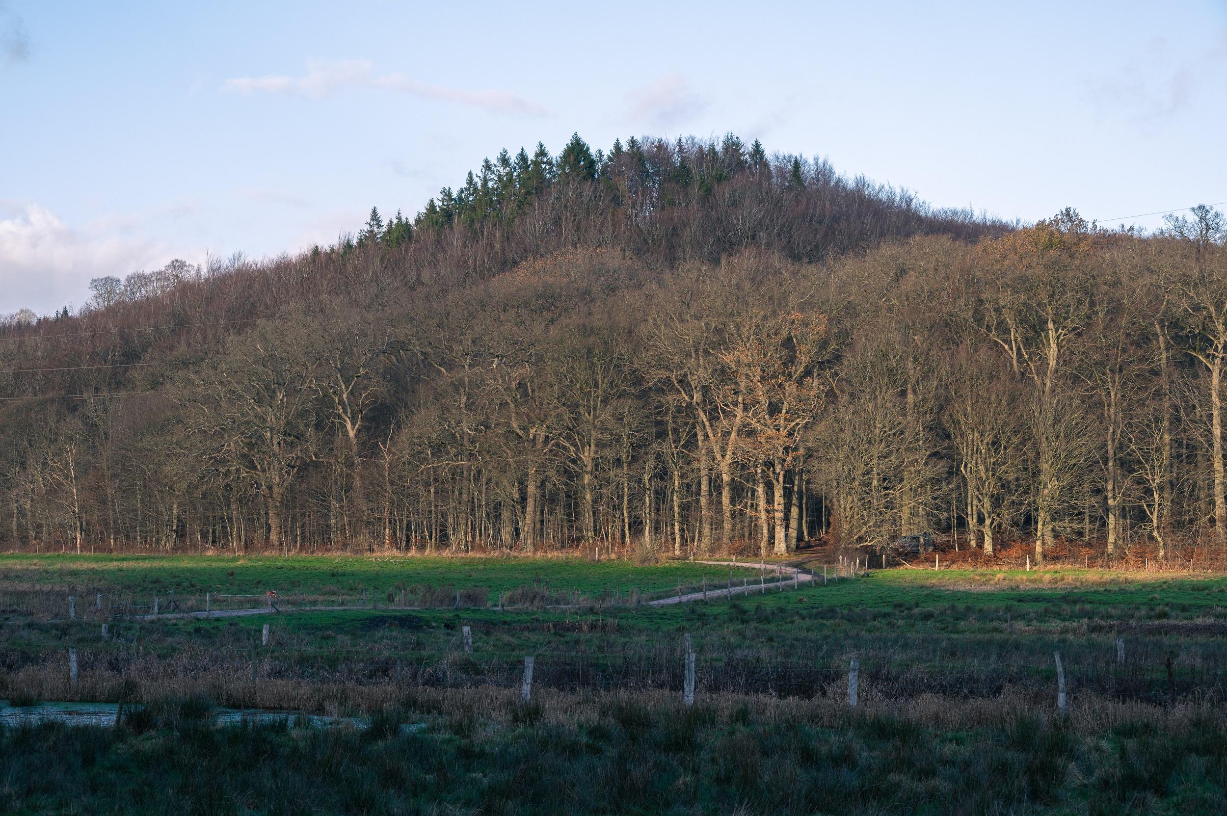 Fyledalen bos en Zweden