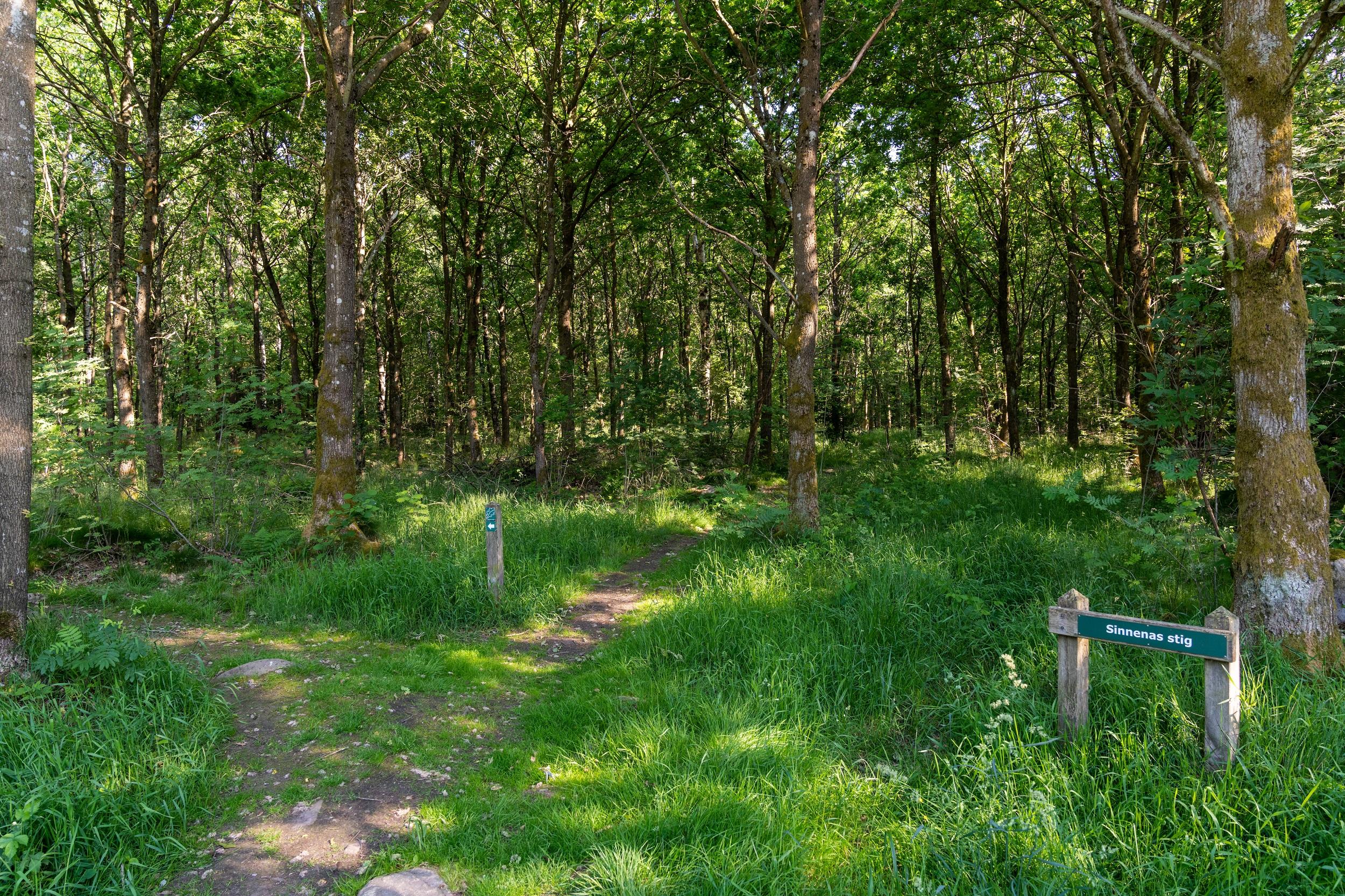 Forêt de Sweden-Skrylle