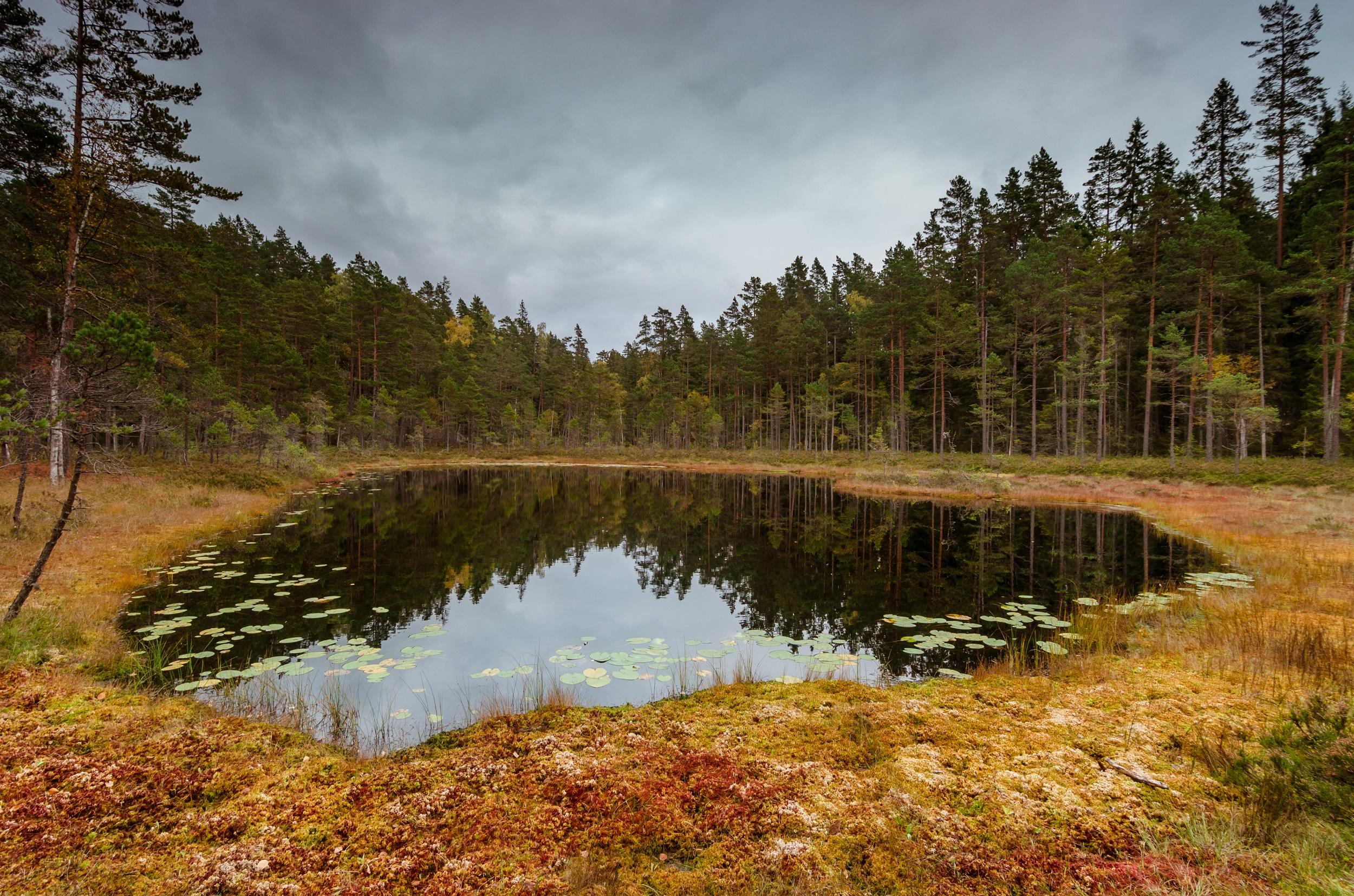 Suède - Parc national de Tiveden
