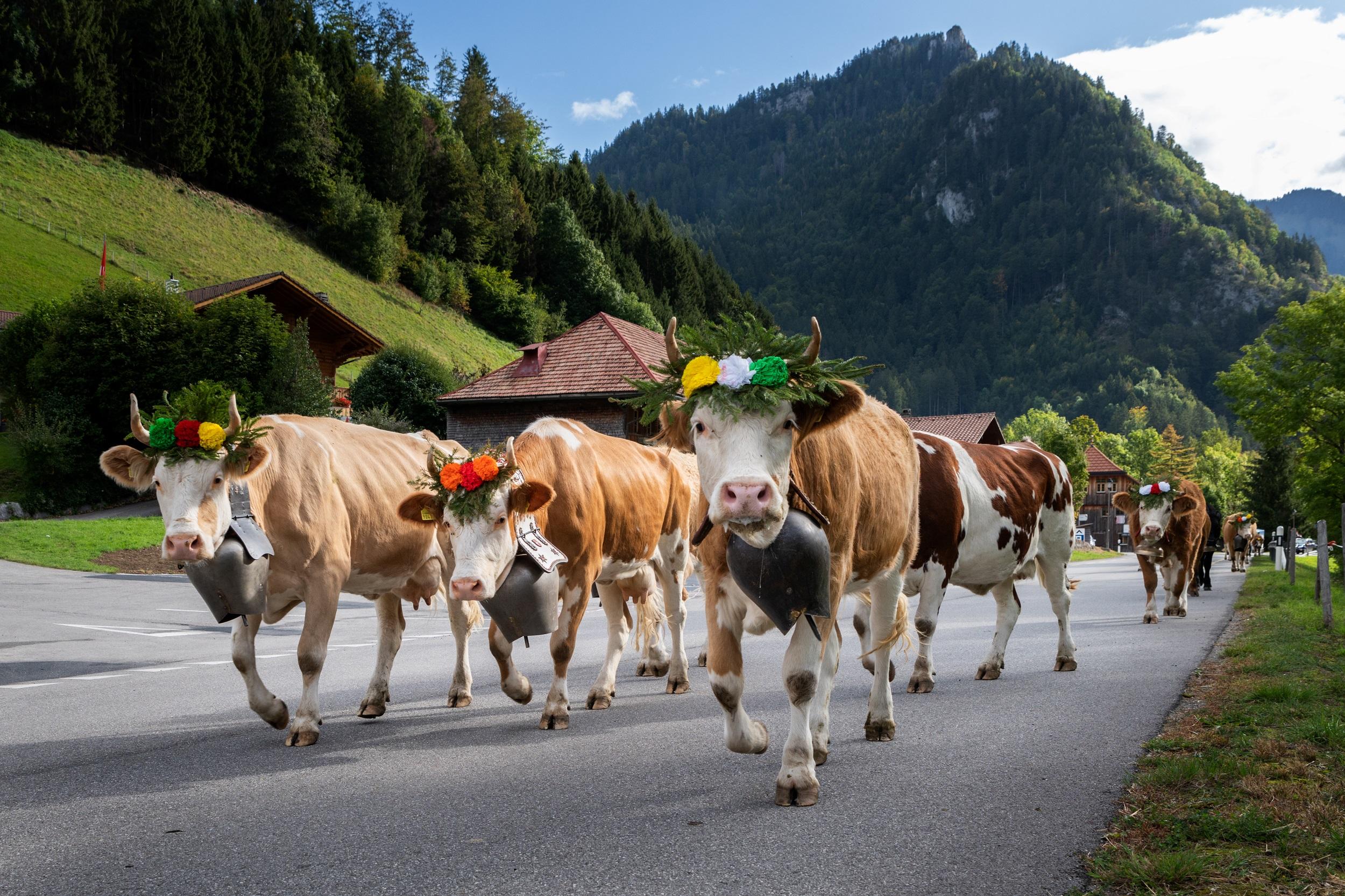 Schweiz-Charmey-Kühe-auf-jährlicher-Transhumanz