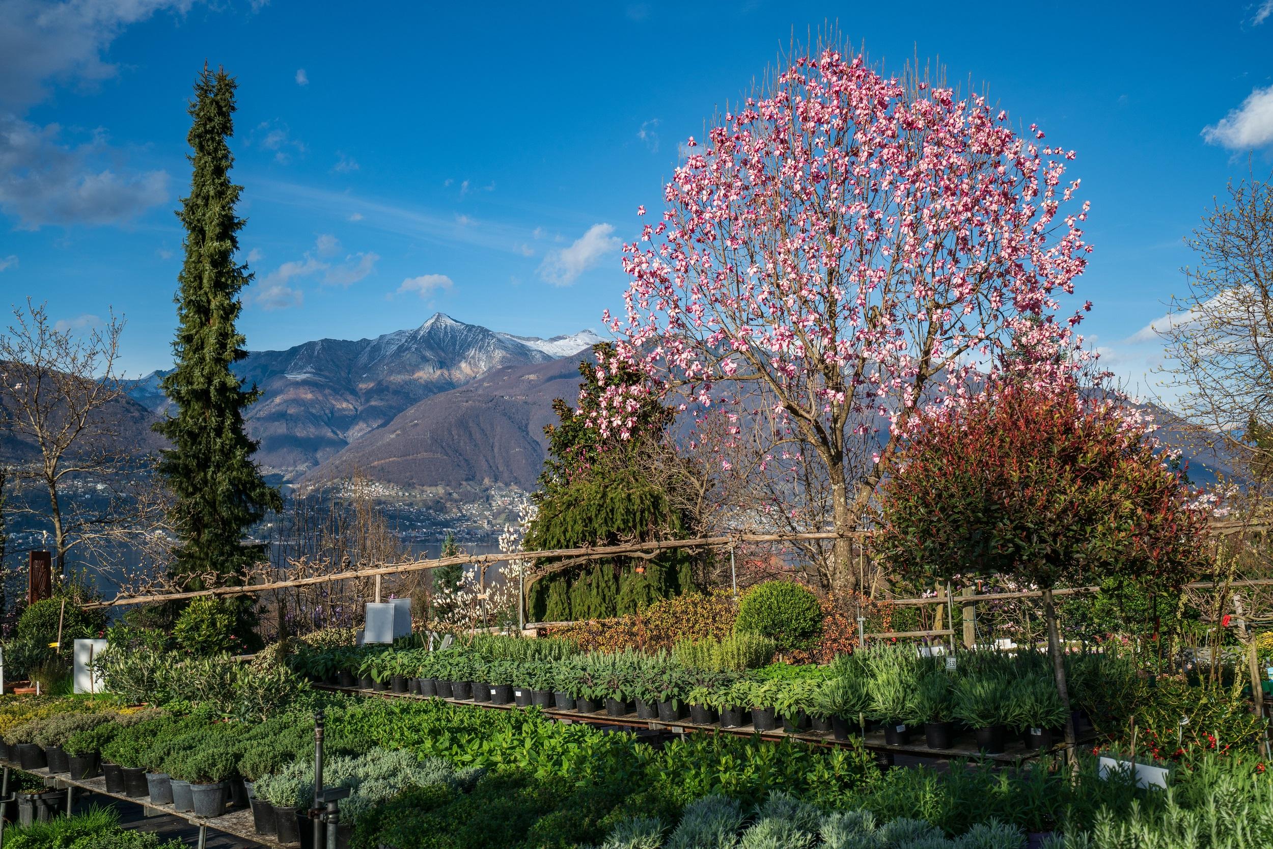 Schweiz-Gambarogno-Rosa-Magnolie