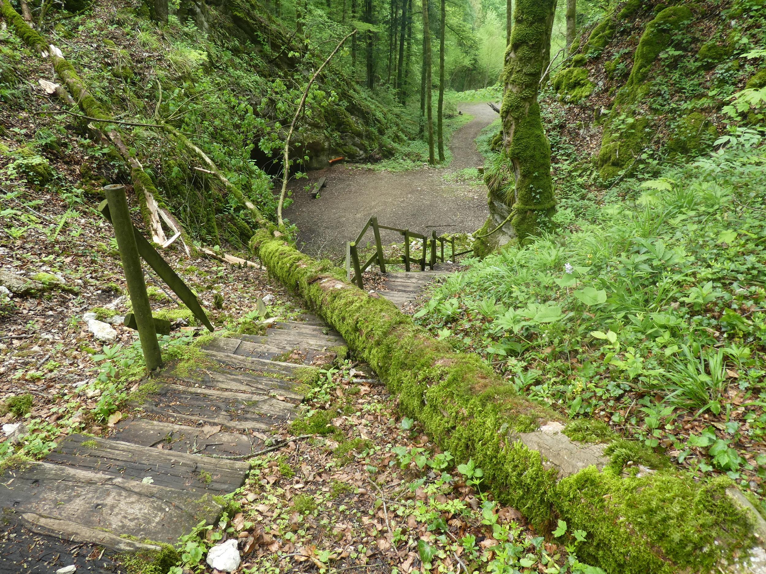 Suisse Jura Forêt de Courgenay