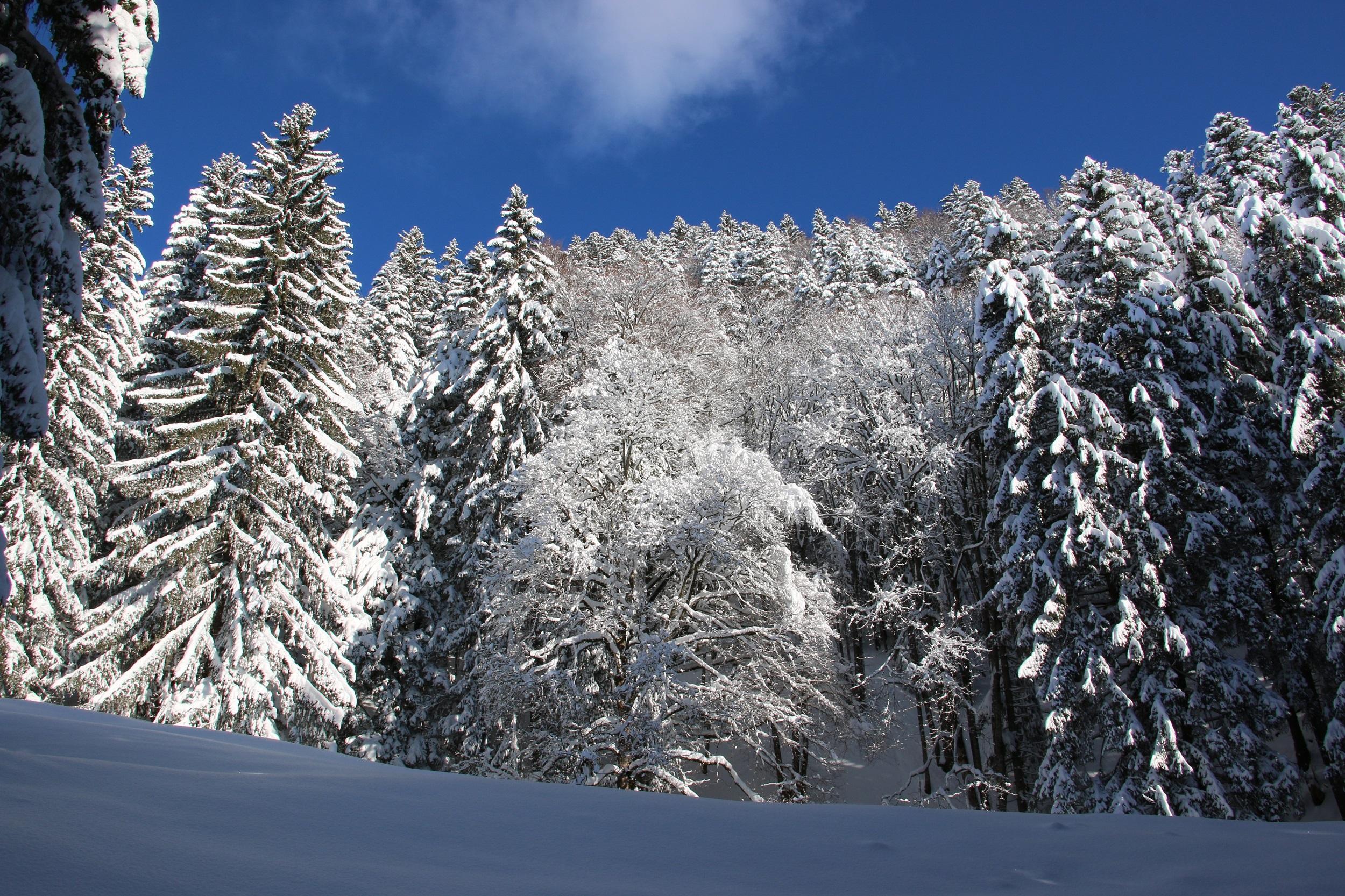 Schweiz-les-paccots-Winterlandschaft