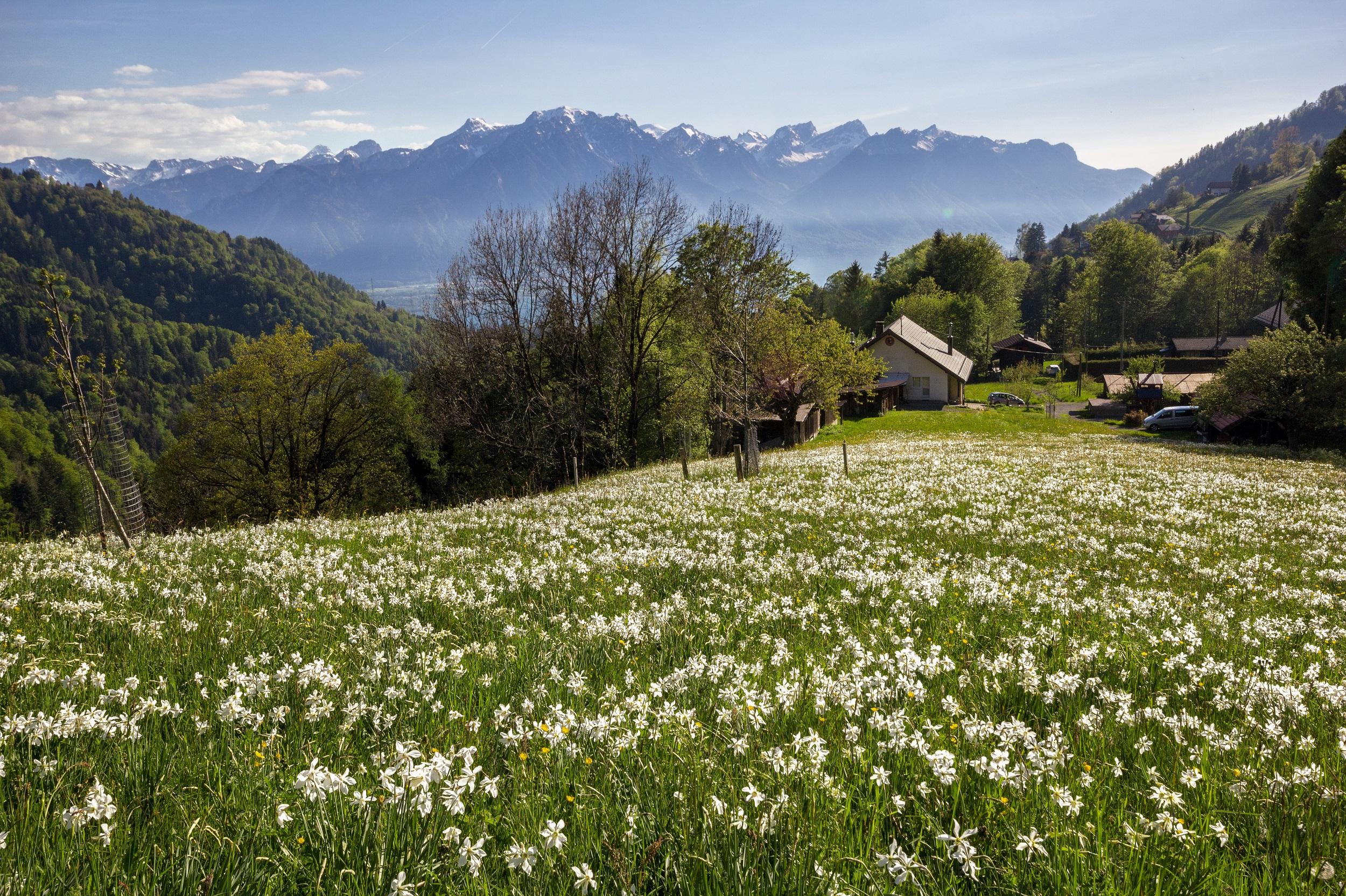 Zwitserland Prättigau Narcissen in Seewis en Fanas
