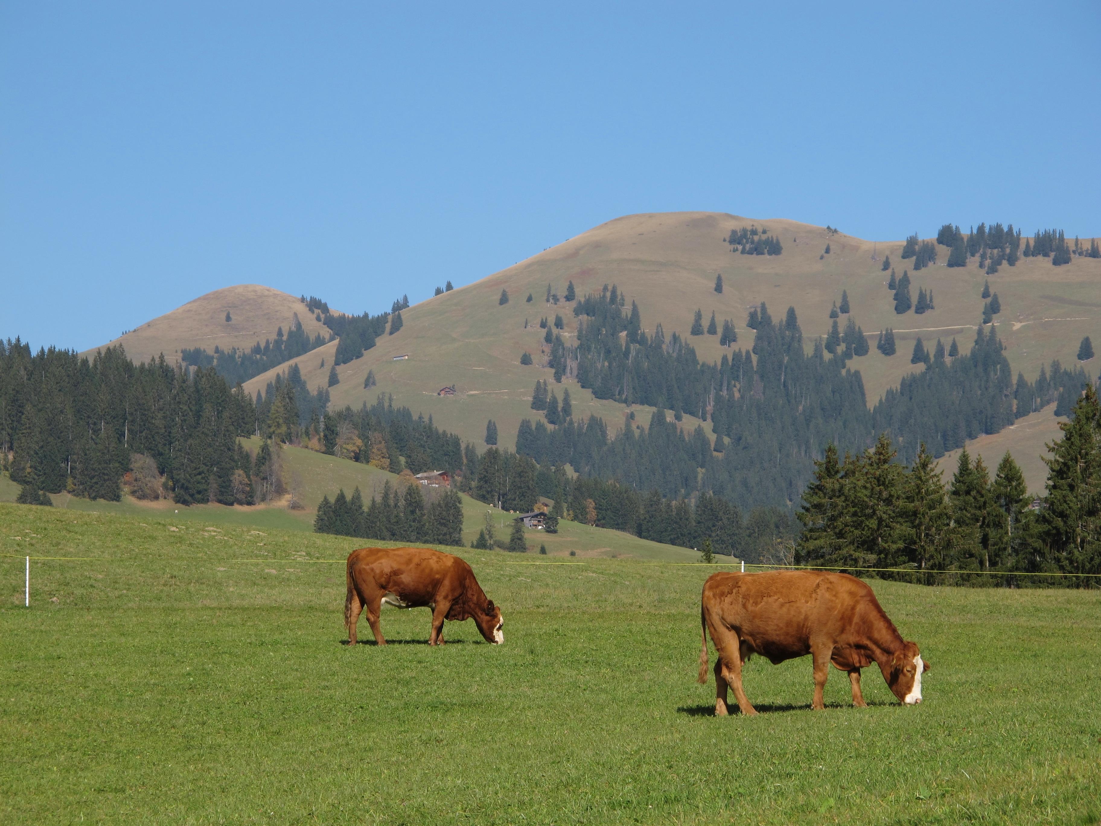 schweiz-shoenried-grasende-kühe