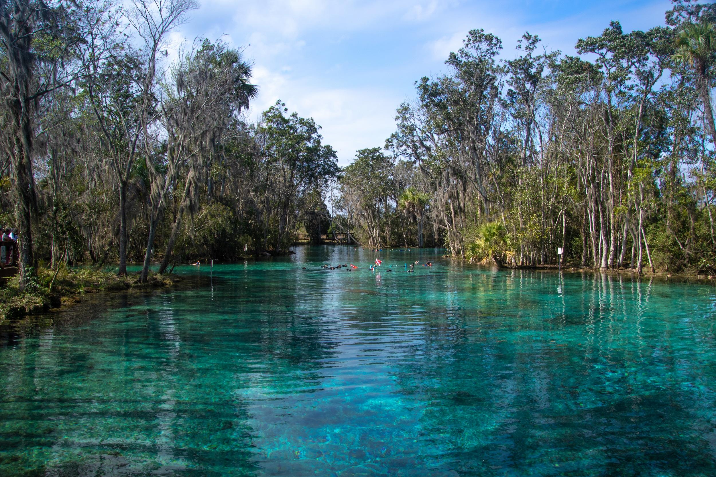 États-Unis Floride Réserve nationale de faune de Crystal River