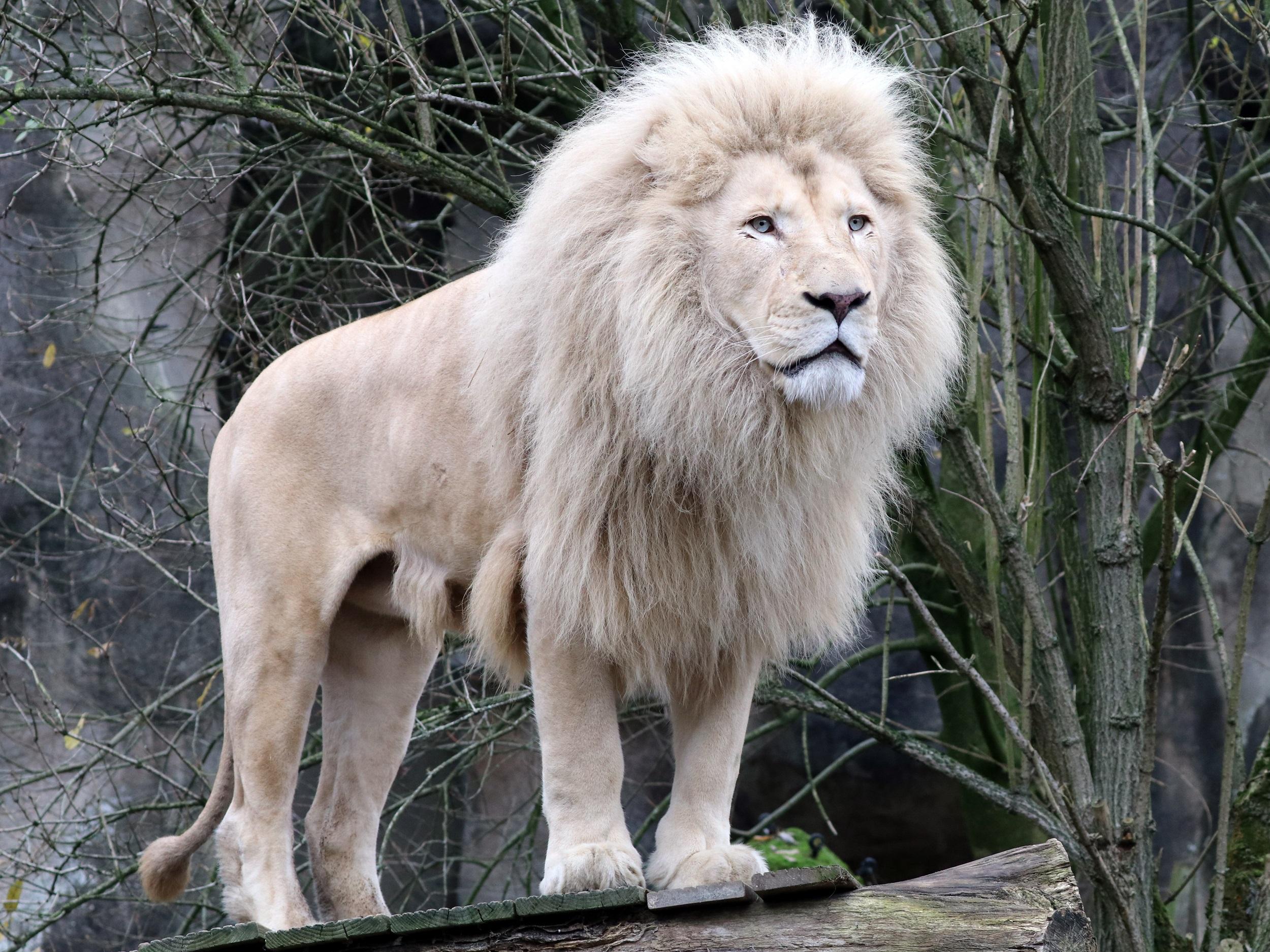 weißer löwe