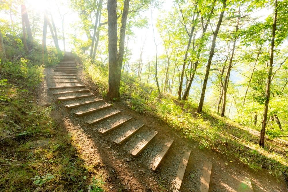 escaliers en bois à travers la forêt